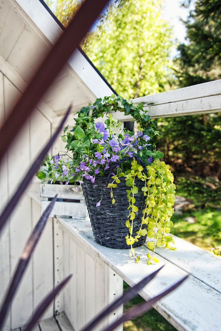 Lättodlad plantering