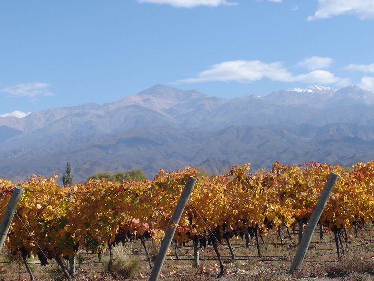 San Pablo vineyard