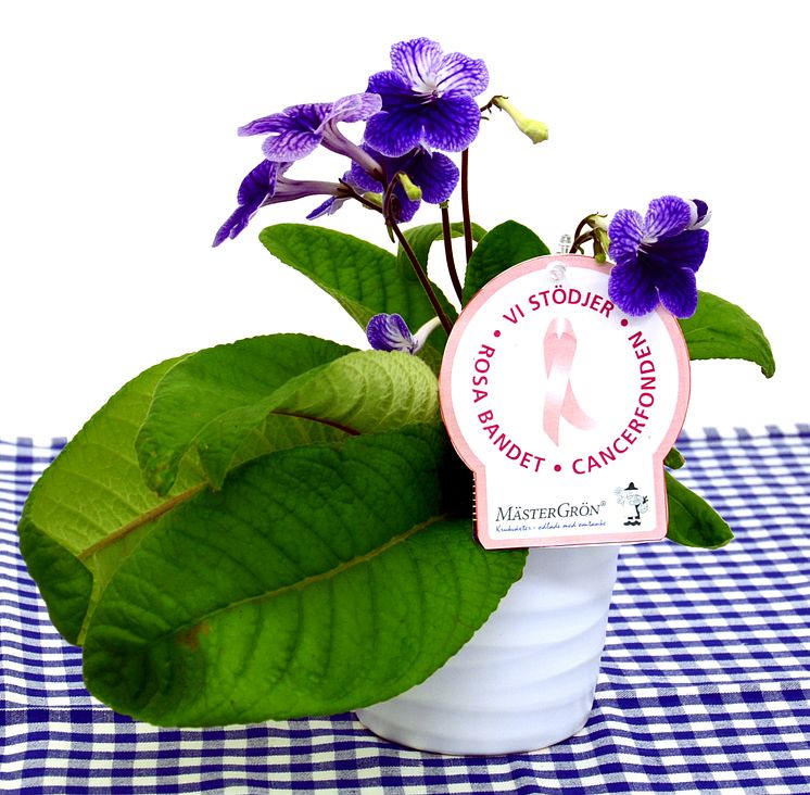 Dagens Rosa Produkt 5 oktober - en Kornettblomma från Mäster Grön