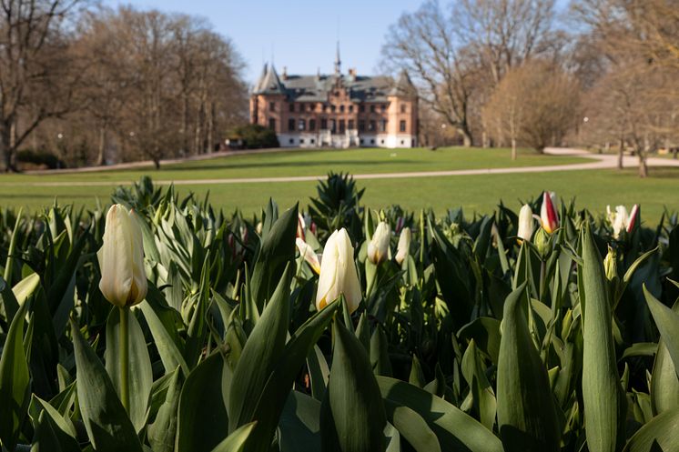 Sofiero Vårflor 2023_AndersAhlgren