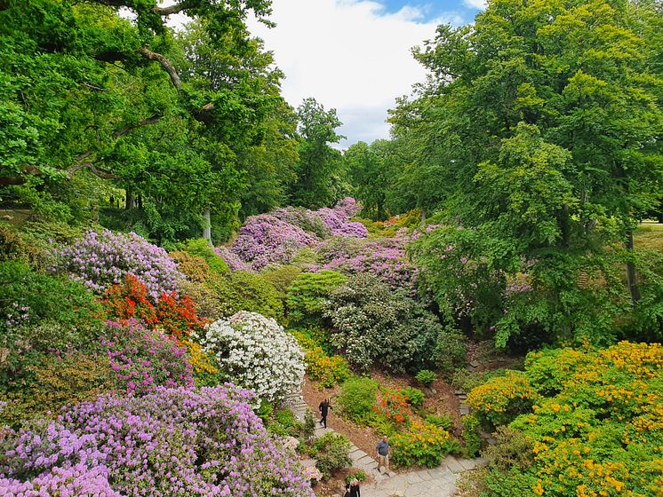 Sofiero Rhododendronravinen