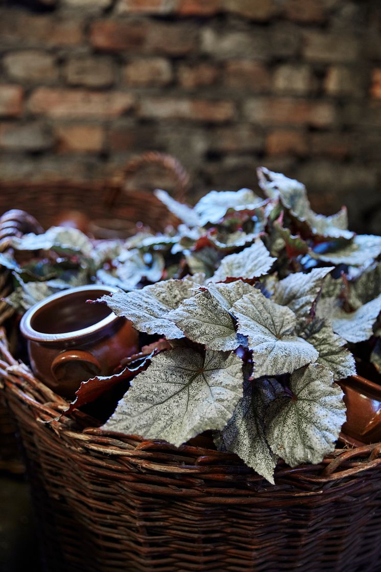 Julstämning med bladbegonia