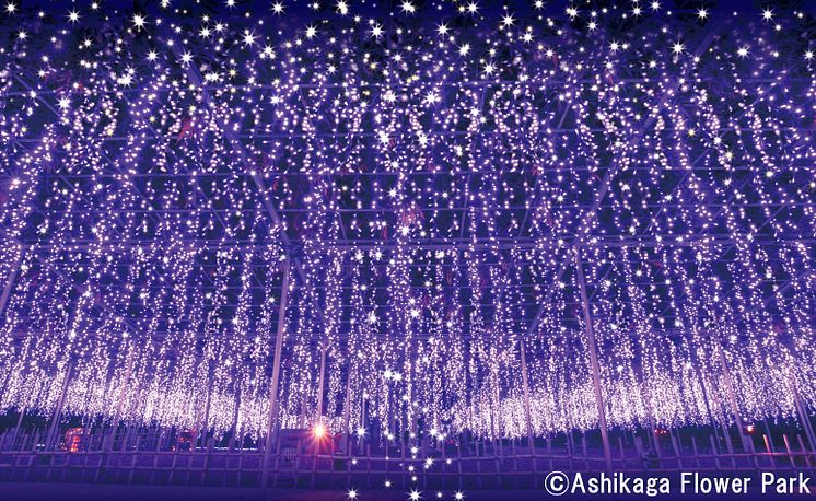 Ashikaga Flower Park Flower Fantasy – A Light Flower Garden(1)