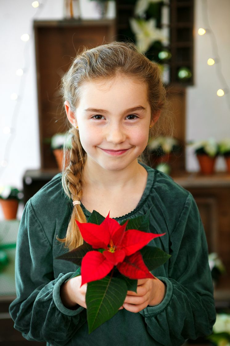 Julstjärnor 2017 med människor