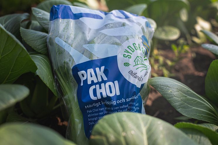 Pak Choi_3