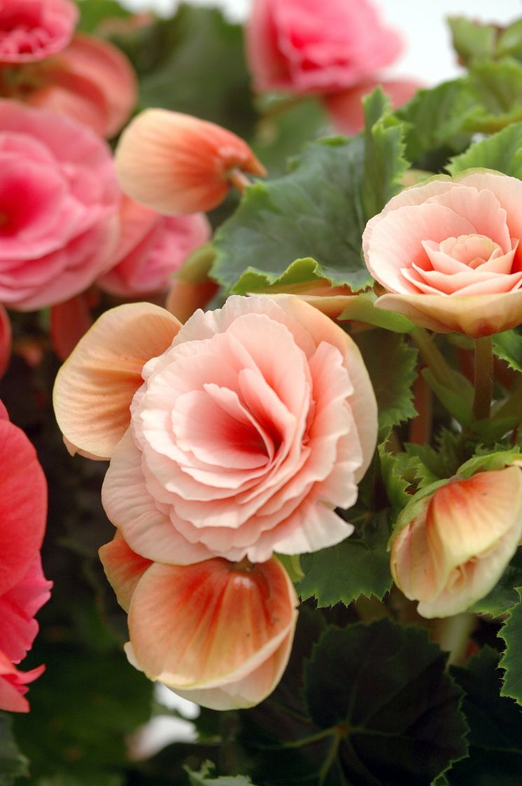 Begonia Big Flower