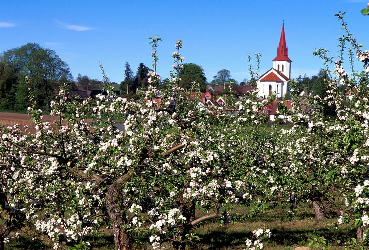 Äppelblom på Österlen