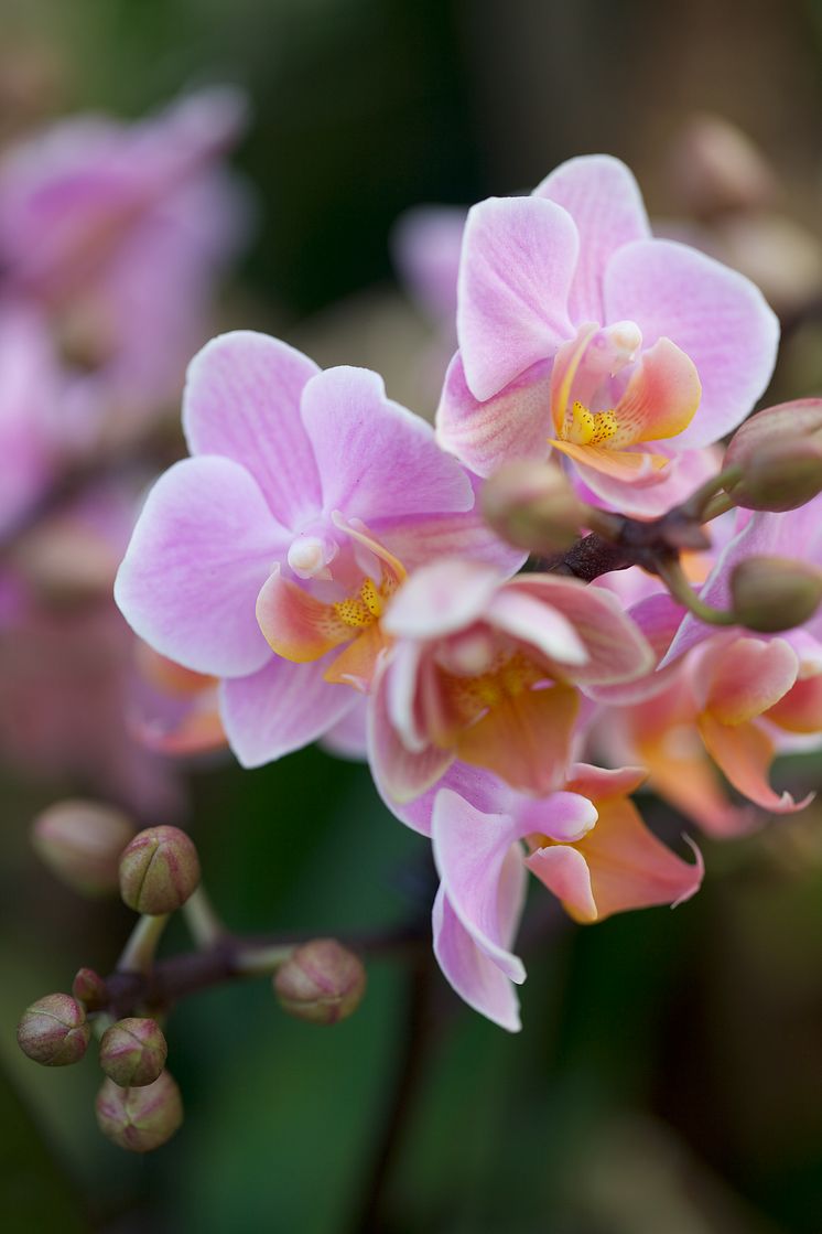 ​Brudorkidé ​​Phalaenopsis