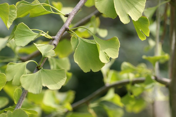 Ginkgo - världens äldsta träd!