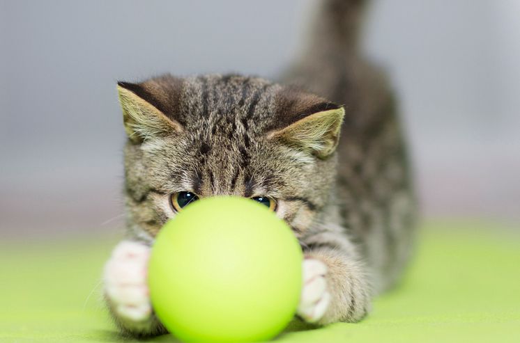 Kattunge med boll
