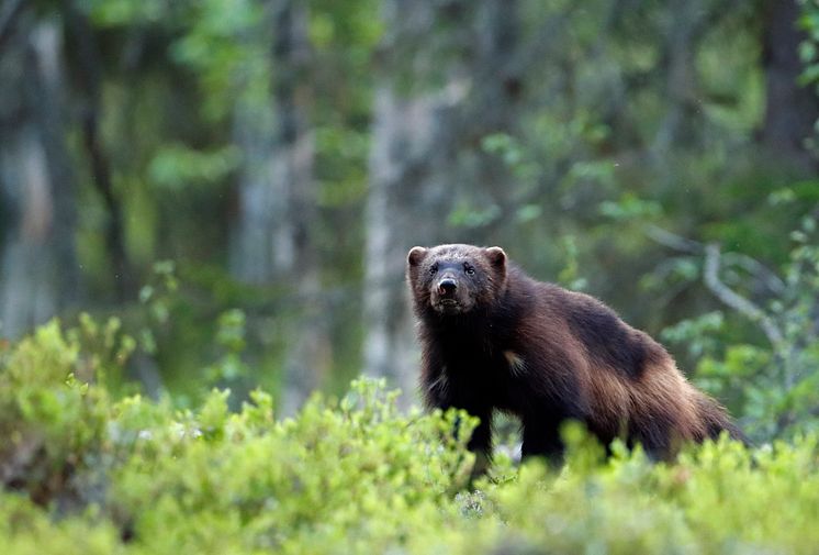 EOS 90D_MARKUS_VARESVUO_SAMPLE_Wolverine_0476