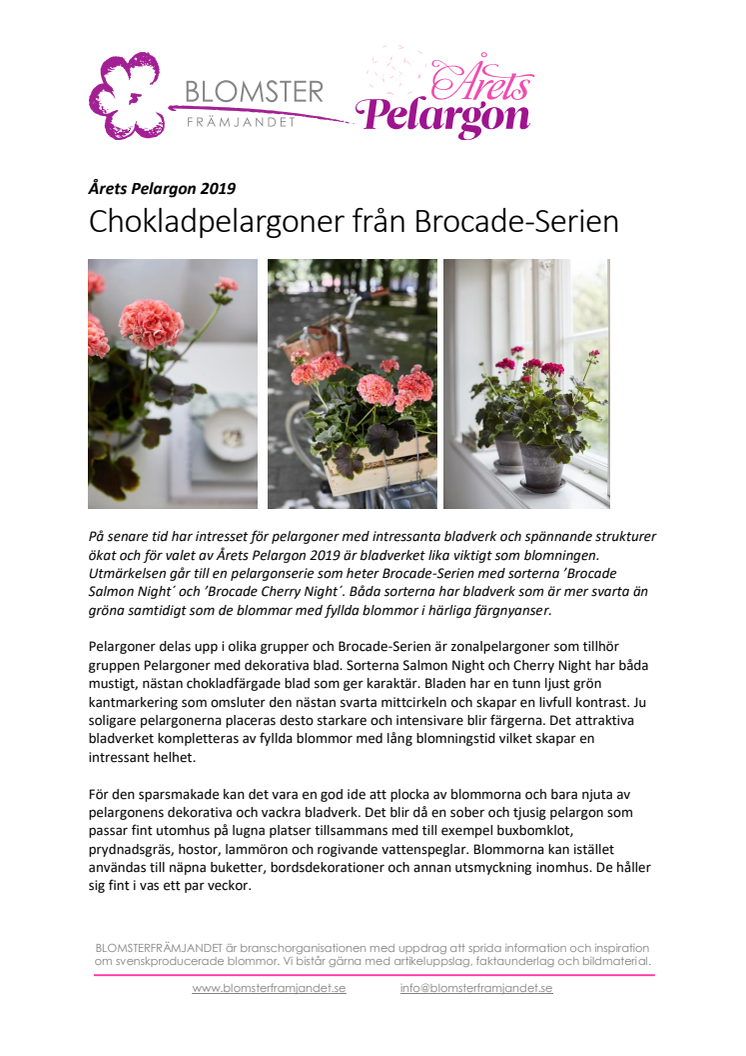 ​Årets Pelargon 2019: Chokladpelargoner från Brocade-Serien