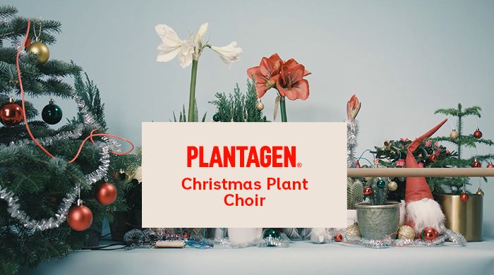 Plantagen Christmas Plant Choir stillbild