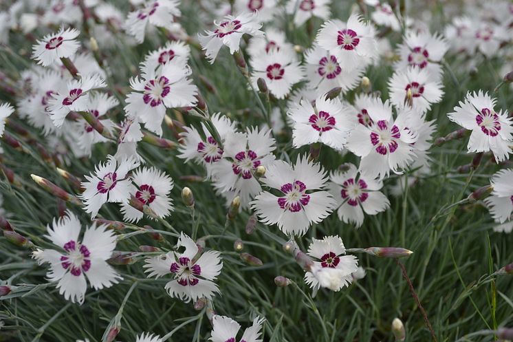 Fjädernejlika, Dianthus Plumarius-Gruppen 'Marieberg' Svenskt kulturarv