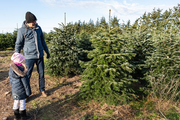 Weihnachtsbaum_schlagen_C_TMB-Fotoarchiv_Steffen_Lehmann