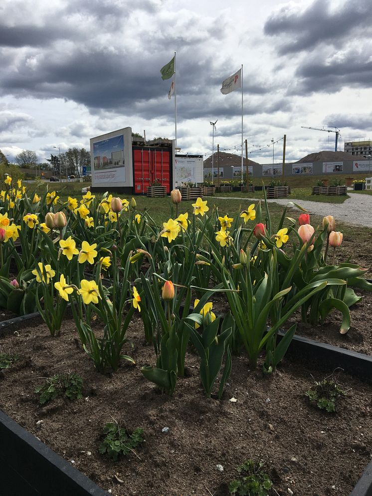 Riksbyggens pop-up trädgård i Täby Park