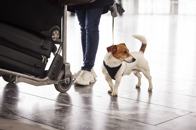 Brand travel with Pets
