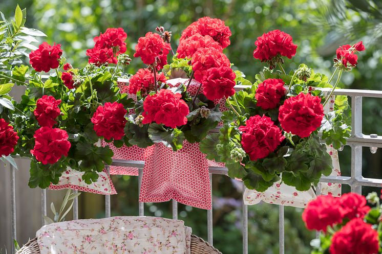 Pelargoner på balkongen