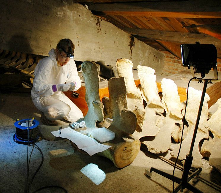 Den otillgängliga valvinden på Göteborgs Naturhistoriska Museum 