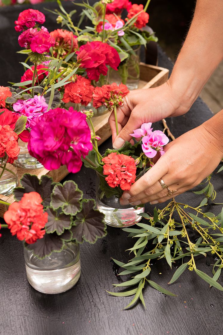 Dekorationer med pelargoner.