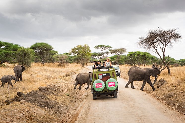 Tanzania_Tarangire_ Jeep_Elefanter_Borgelid
