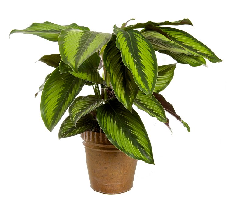 Kalathea, calathea