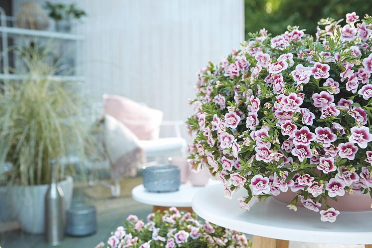 Småpetunia PinkTastic