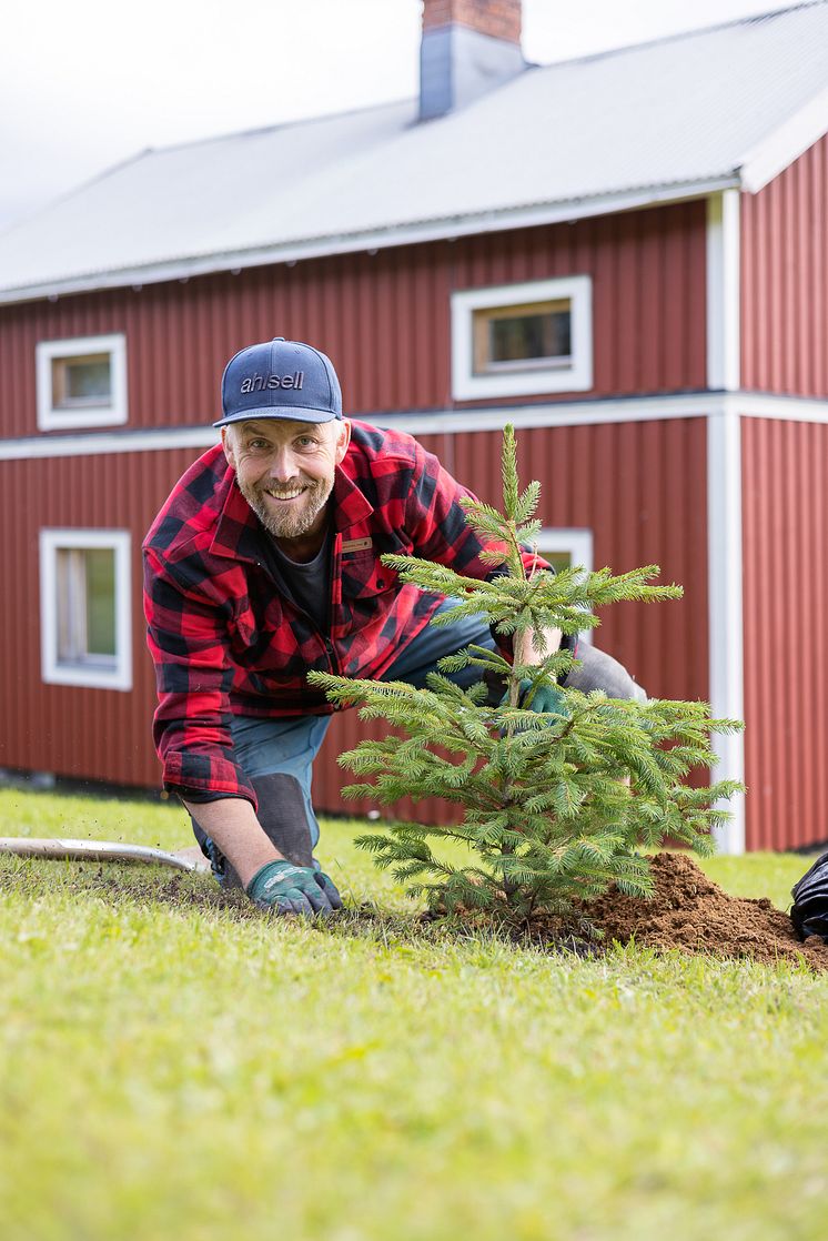 Plantering i Missenträsk