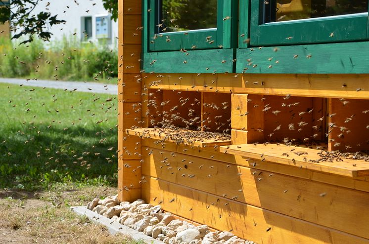 Auch die Therapie mit Bienenstockluft (Apitherapie) ist Thema in Thermalbad Wiesenbad 