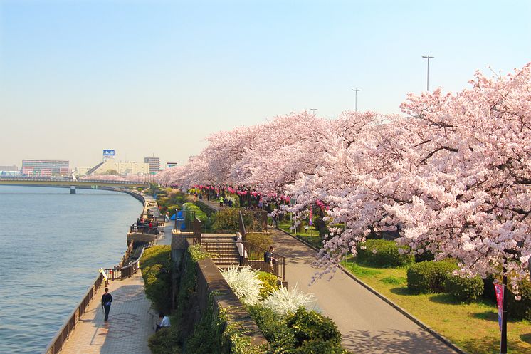 Sumida Park Sakura
