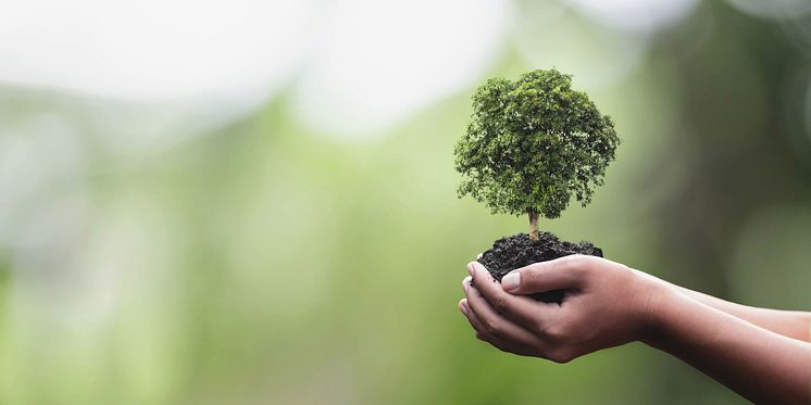 Hände geben behutsam einen Baum weiter