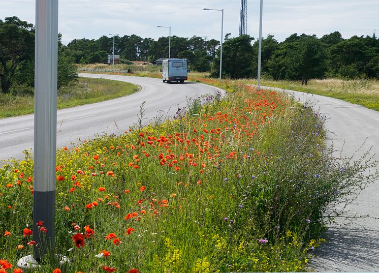 Gotländska vägrenar ger mat till pollinatörer