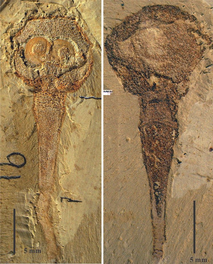 Yuganotheca elegans