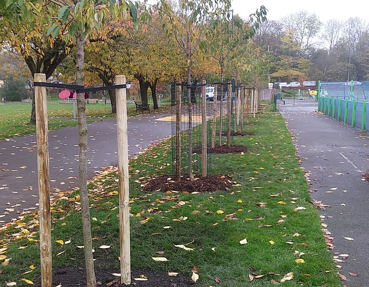 Trees st marys prestwich 2.jpg