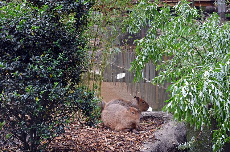 Zoo Leipzig - Capybaras