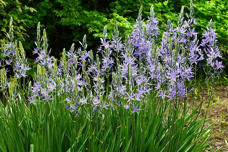 Camassia-stjarnhyacint-group