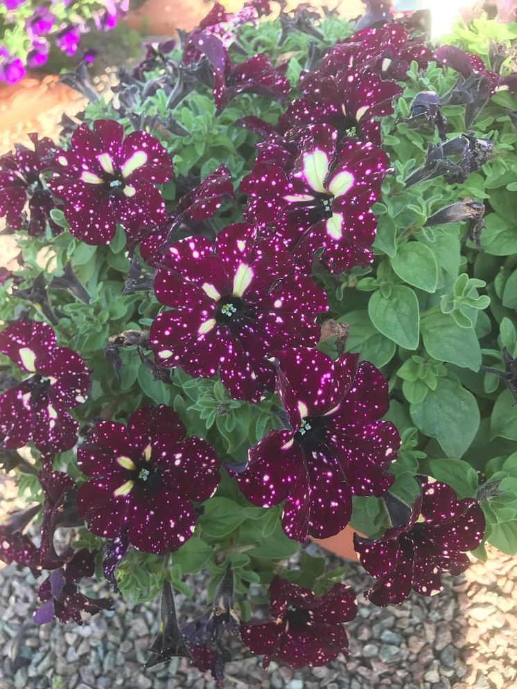 Petunia Lightning Sky