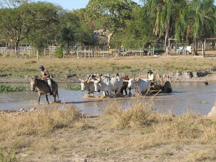 Farming in Llanos de Mojos, Bolivia