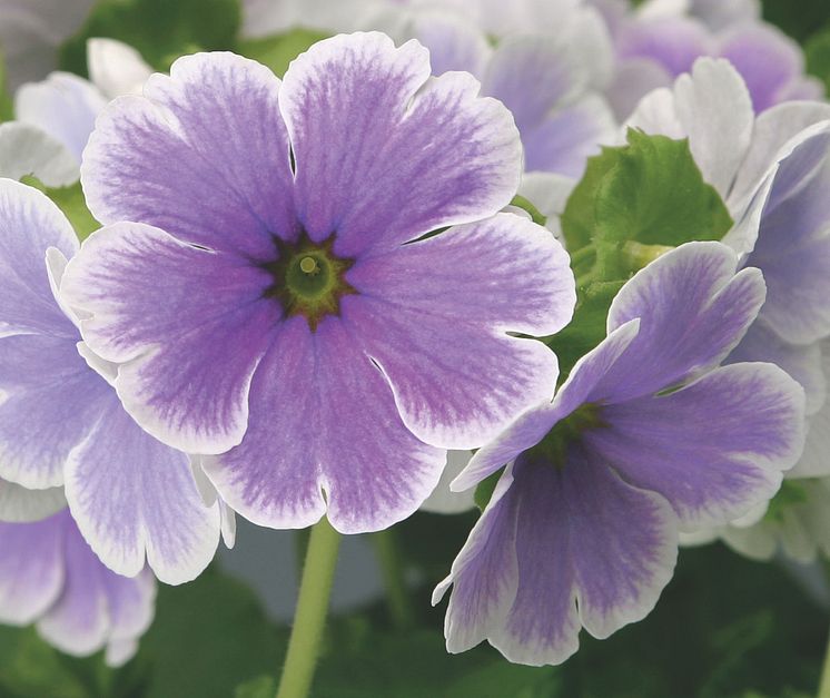 Primula obconica 'Embrace Blue Picotee'