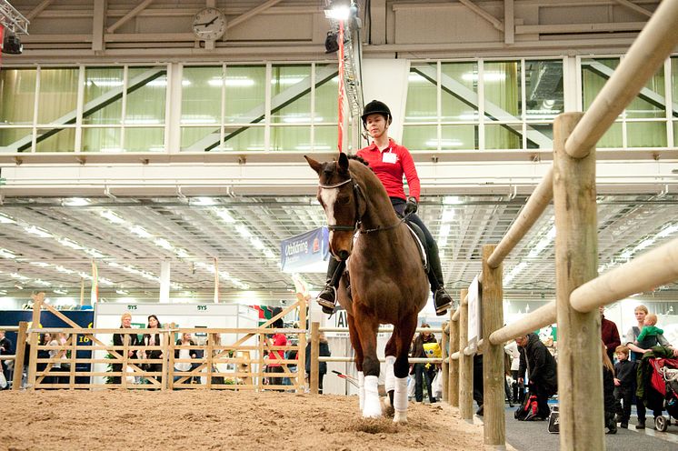 EuroHorse Paddock 13