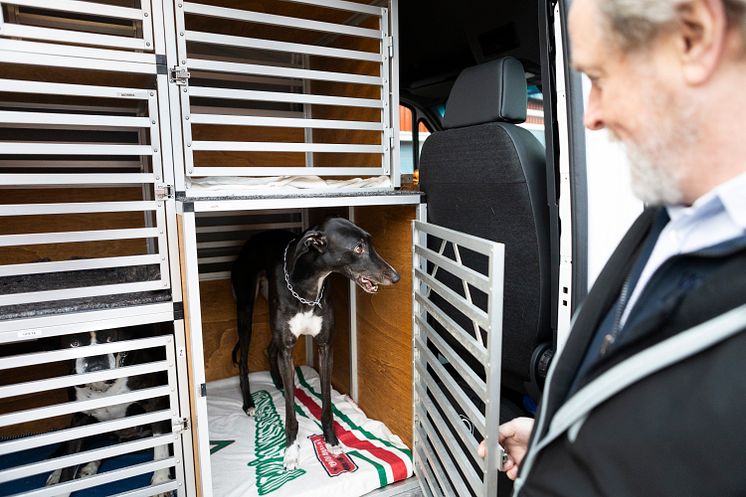 Hundtaxi-13.jpg