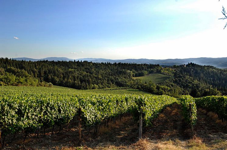 Melini Vineyards i Toscana