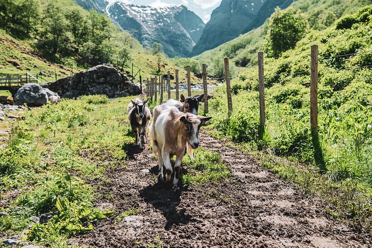 Geiter på beite i Undredal