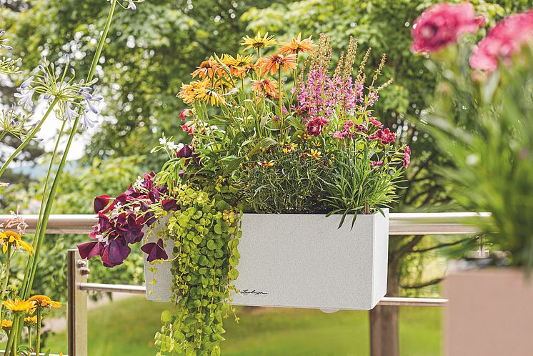 Buntes Pflanzenparadies auf Ihrer Sommerterrasse