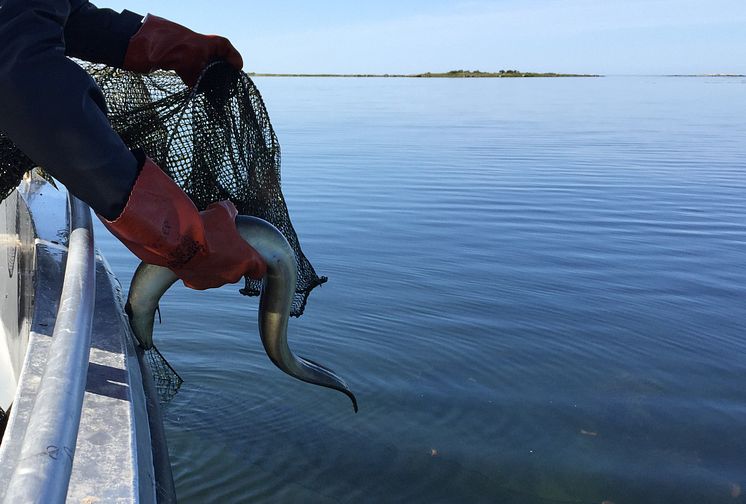 Stopp för fisket för att skydda den hotade ålen