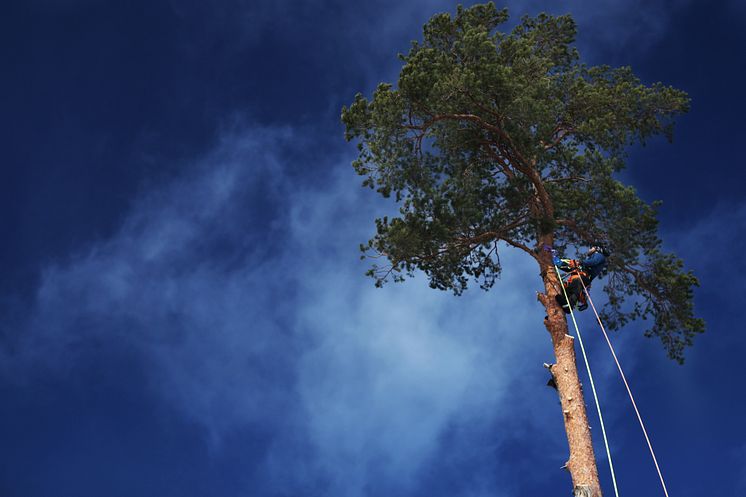 Arborister – stor show och en nödvändighet för skogsbruk i städer.