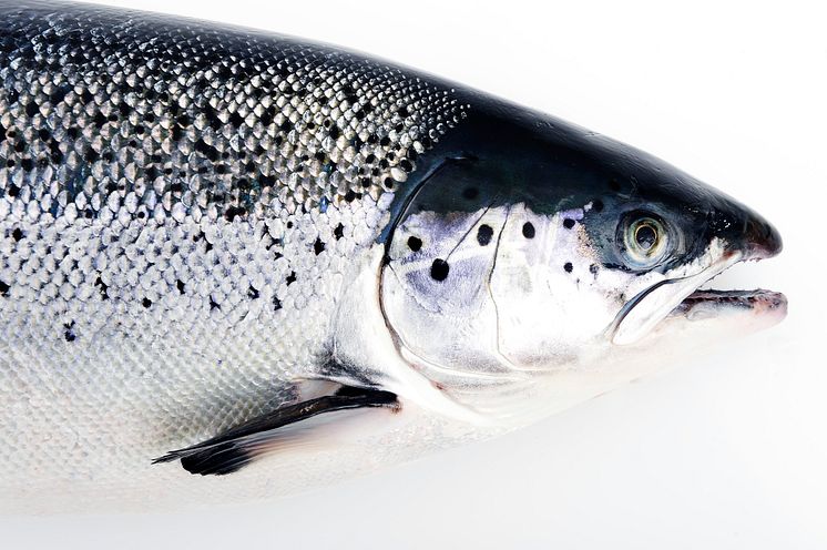 NSC_Salmon_Trout_04