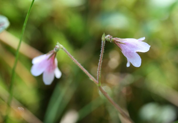 Linnea (Linnaea borealis)