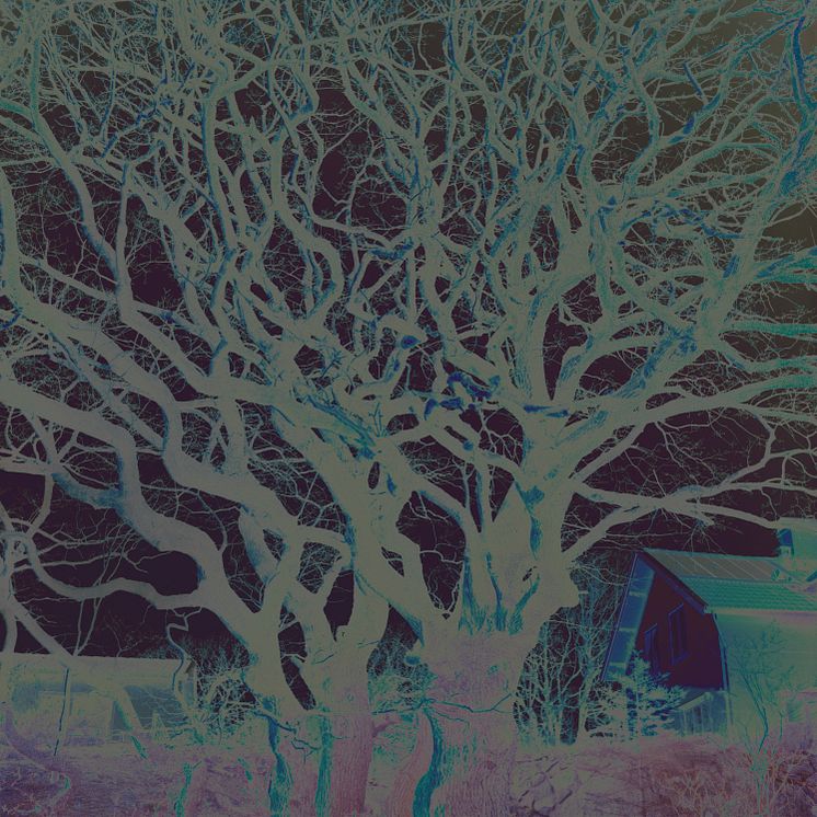 Charlotta Hammar, Medusa Tree, 2019