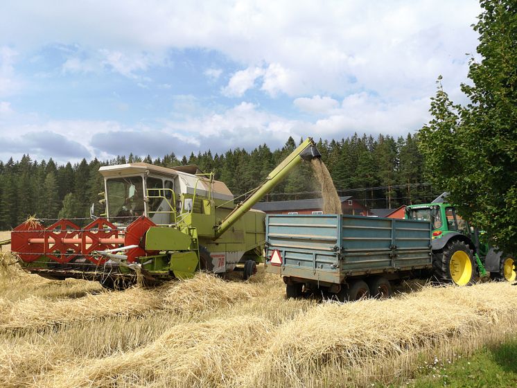 Tröskning Warbro kvarn